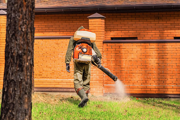 Trusted Ant Control service in Valencia, NM - Nex Pest Control
